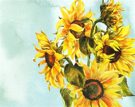 Sunflower clipart bouquet sunflower png watercolor clipart | Etsy