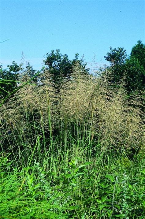 Learn about Sporobolus airoides | Alkali Dropseed | Perennial Encyclopedia by Plant Delights Nursery