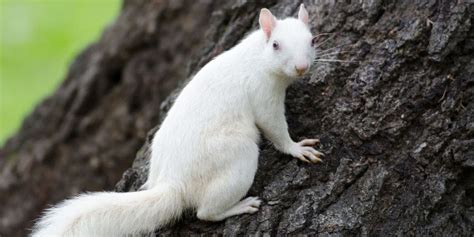 10 Albino Squirrel Facts You Need to Know!