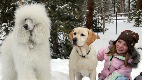 ‎The Dog Who Saved Christmas (2009) directed by Michael Feifer • Reviews, film + cast • Letterboxd