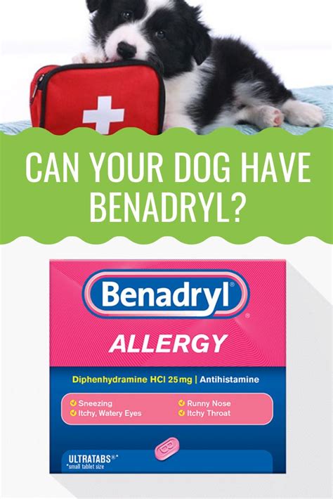 How Much Benadryl Can I Give My Dog? - Barking Royalty | Dog allergies, Dog itching, Benadryl