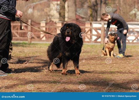 Black Newfoundland Dog in the Training Lesson Stock Image - Image of ...