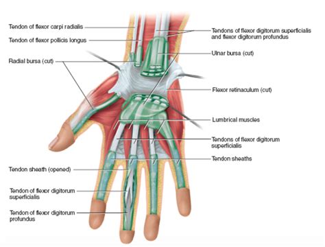 Bursa is a fibrous sac that is filled with synovial fluid. It is in ...