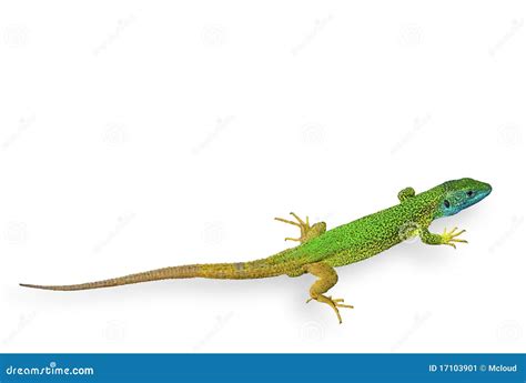 Green Lizard Isolated Stock Image - Image: 17103901