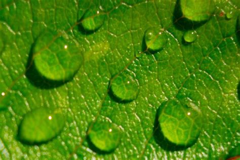 Premium Photo | Macro shot of water drops on leaves