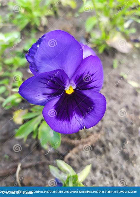 Violet flower. stock photo. Image of nature, outdoor - 226883482