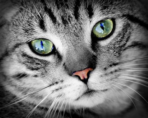 Eye Infections in Cats: Types, Symptoms, Causes, and Diagnosis - PetHelpful