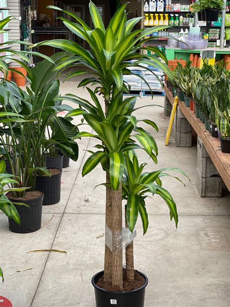 Costa Farms Mass Cane House Plant In 10-in Planter In The House Plants Department At ...