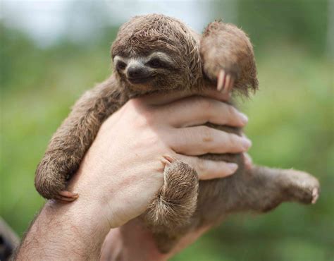 Why Sloths Are Endangered and What We Can Do