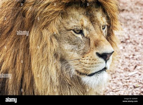 Portrait of a Barbary lion - Panthera leo leo. Lions mane. Animal scene ...