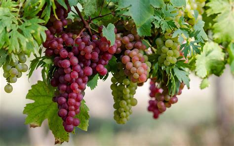 Download hd wallpapers of 671806-grapes-fruit. Free download High ...