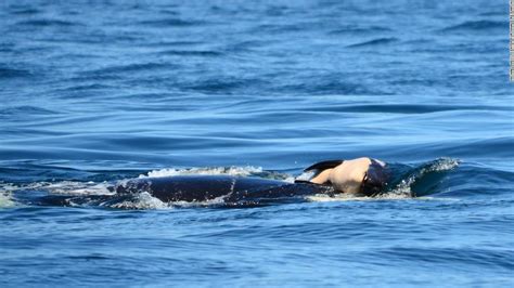 A mourning orca mom carried her dead baby for days through the ocean ...