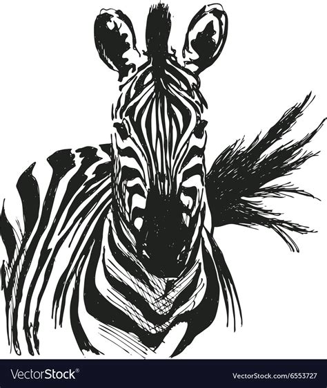 Hand drawing zebra Royalty Free Vector Image - VectorStock