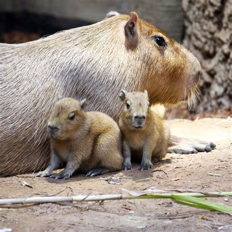 Baby Capybaras Born in The RainForest at Cleveland Metroparks Zoo - ZooBorns