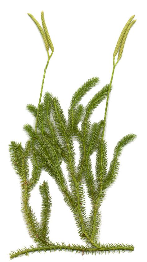 Lycopodium clavatum (common clubmoss, running clubmoss): Go Botany