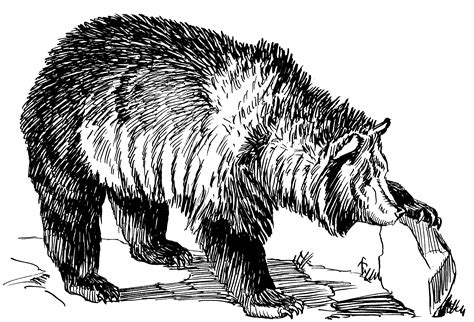 File:Grizzly bear (PSF).png - Wikimedia Commons
