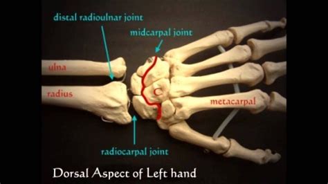 WRIST JOINT - ANATOMY - YouTube