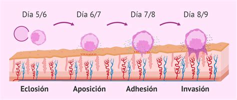 Fases de la implantación embrionaria