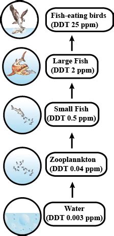 Effects of Biomagnification?