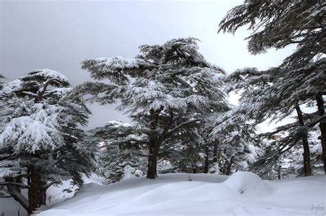 ITAP of a Snow-Covered Cedar in the Lebanese Cedar Forest http://ift.tt ...