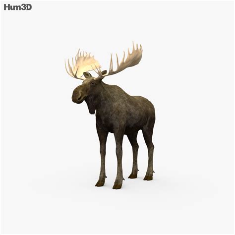 Moose HD 3D model - Animals on Hum3D