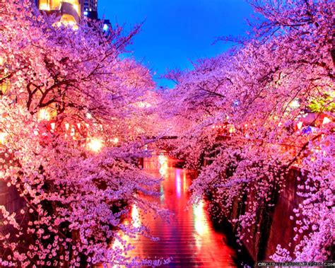 Sakura Wallpaper Photos Japan | Best HD Wallpapers