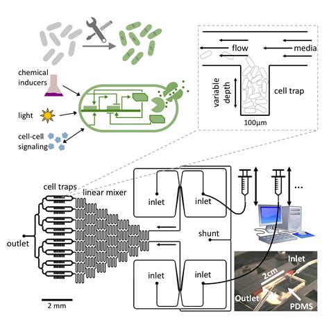 Research - Complex Biological Dynamics