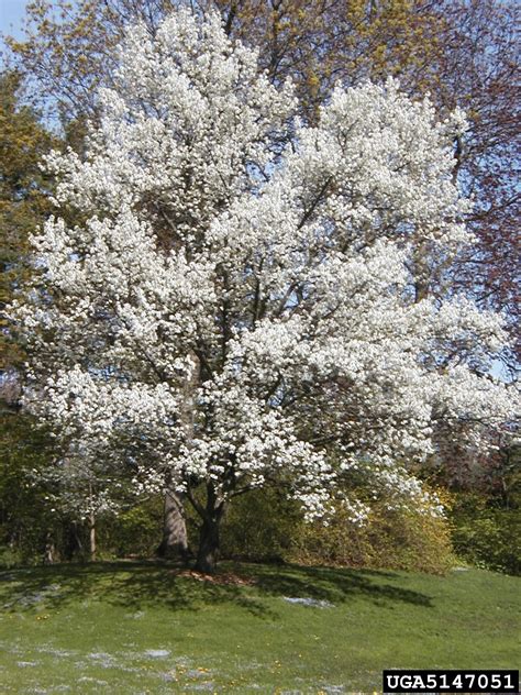 Callery pear (Bradford pear) (Pyrus calleryana)