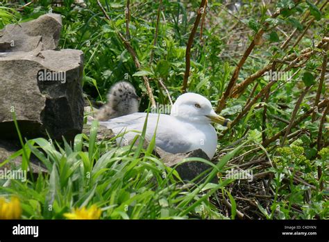 Nesting bird with chick Stock Photo - Alamy