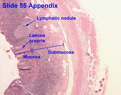 Lymphoid