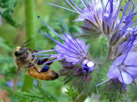 Bee Pollinating A Flower Free Stock Photo - Public Domain Pictures