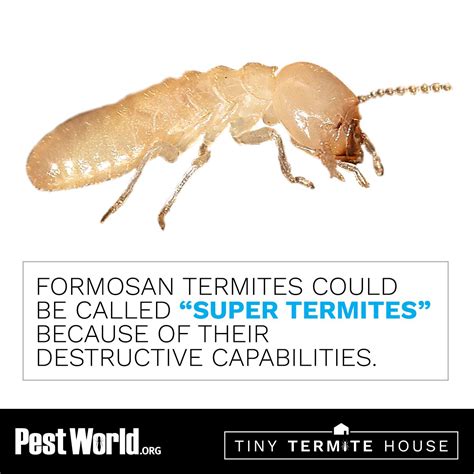 Are Formosan termites found in your area?Learn more about this termite ...