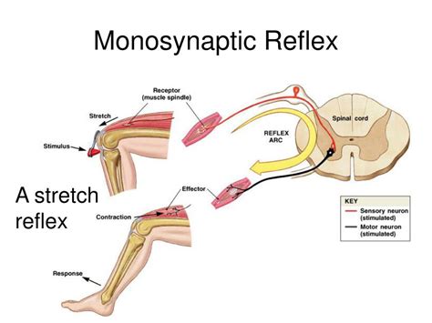 Examples Of Polysynaptic Reflex