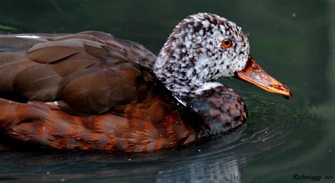 Flickriver: Photoset 'white-winged wood ducks' by richywig - thanks for over 1 million views