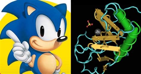 How the sonic hedgehog (SHH) gene got its name - FlipScience - Top ...