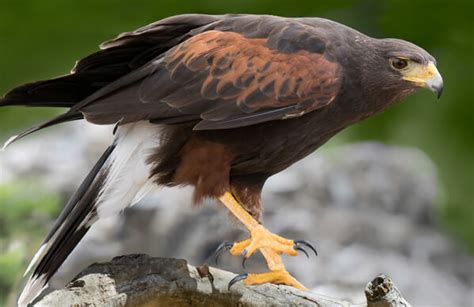 Harris's Hawk - American Bird Conservancy