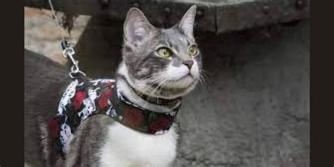 10 Best Cat Harness for Safe and Comfortable Outdoor Adventures – Me To Pet