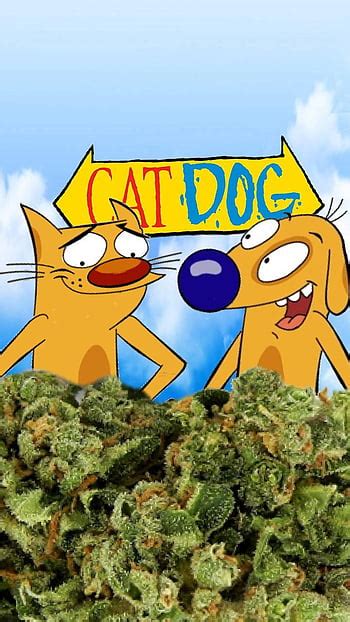 Top 194+ Cat dog cartoon pictures - Tariquerahman.net