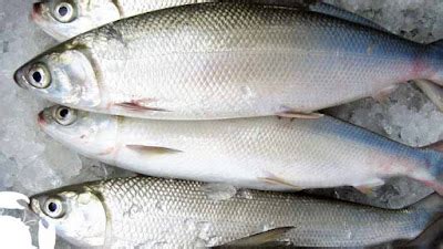 How to Cook Frozen Milkfish with 4 Easy Methods? - Frozen Milkfish, Buy Frozen Milkfish, Frozen ...