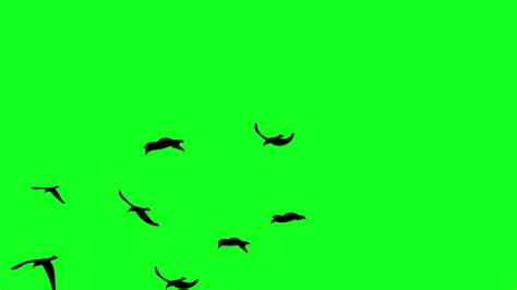 Green Screen Flying Birds Stock Video Footage for Free Download