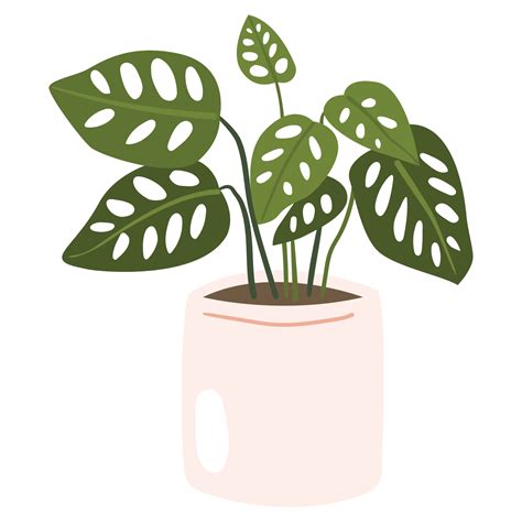 Monstera Adansonii Plant Color 2D Illustrations 27125548 PNG