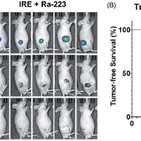 Tumor-free survival in IRE-treated mice. (A) Bioluminescence imaging of ...