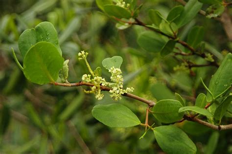 Laguncularia racemosa (Combretaceae) flowers