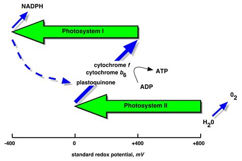 The Z-scheme of photosynthesis in plants