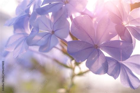 Plumbago auriculata Stock Photo | Adobe Stock