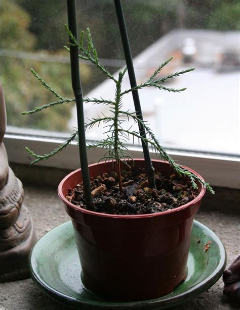 Giant Sequoia Redwood Pre-Bonsai | Marin Homestead