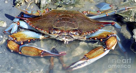 Adult Male Blue Crab Photograph by Millard H. Sharp - Fine Art America