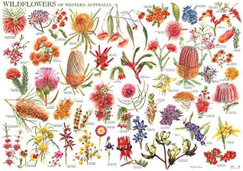 Wild Flowers of Western Australia Wall Chart | Flowers australia ...