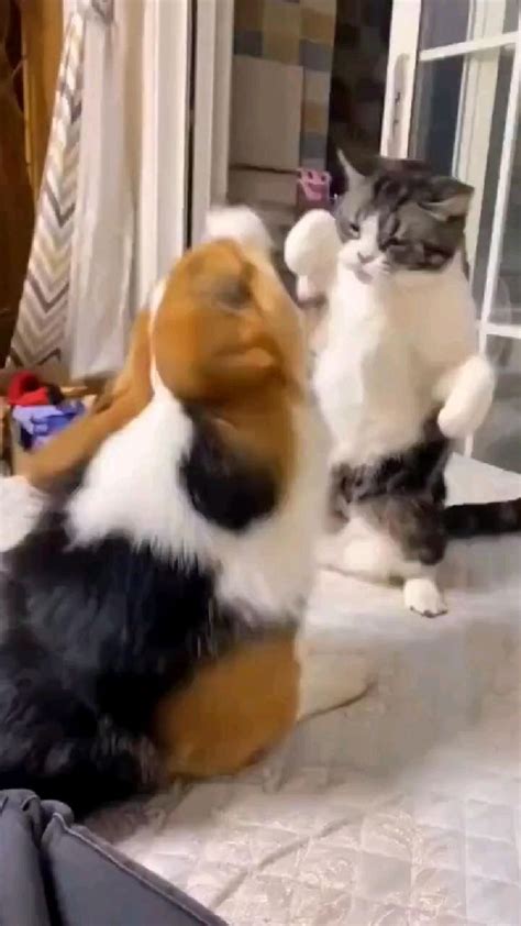 look look,!!😳😳A brave cat fighting against a dog!! | Animais de ...