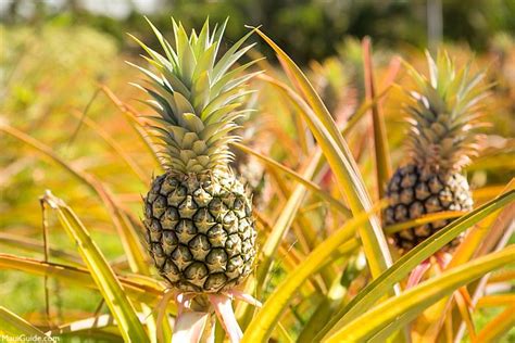 Lanai History | History of the Pineapple Isle